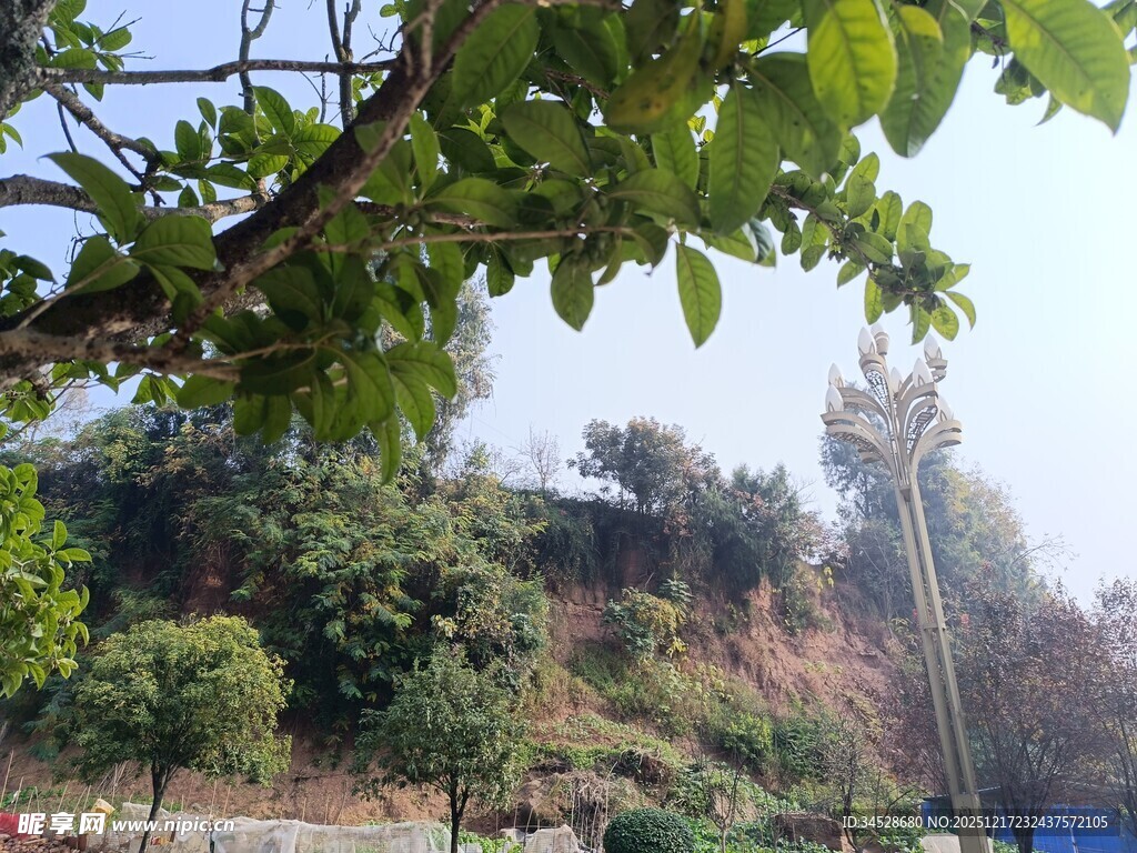 绿树环绕的户外景致