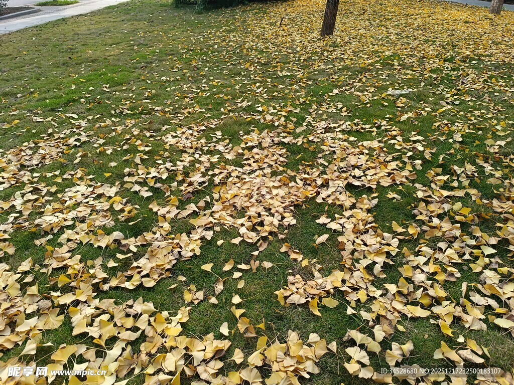 秋日草地落满金黄树叶