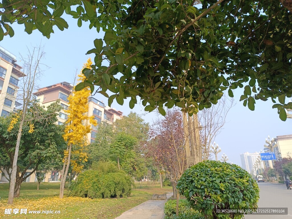 城市街边绿意盎然的景致