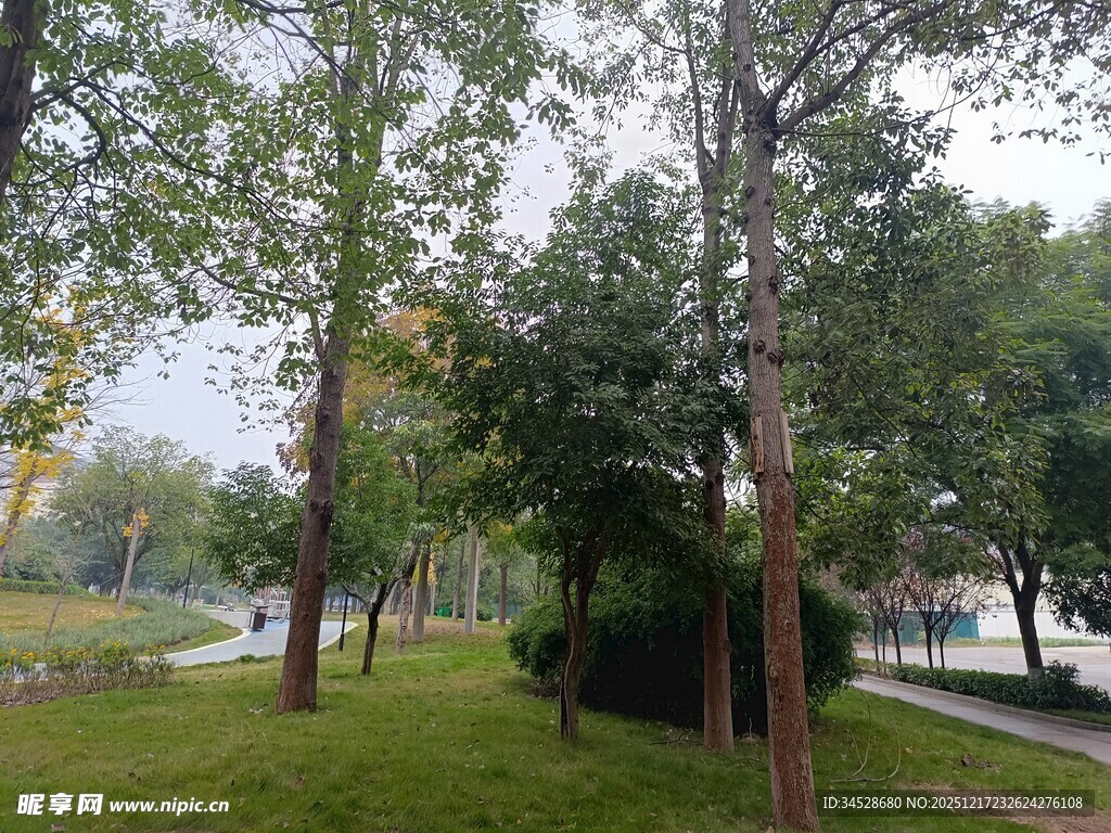 公园绿树草地风景图