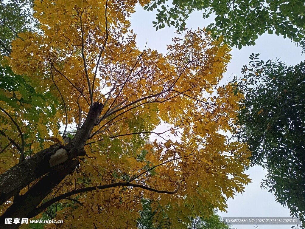 秋日金黄树冠仰望景象
