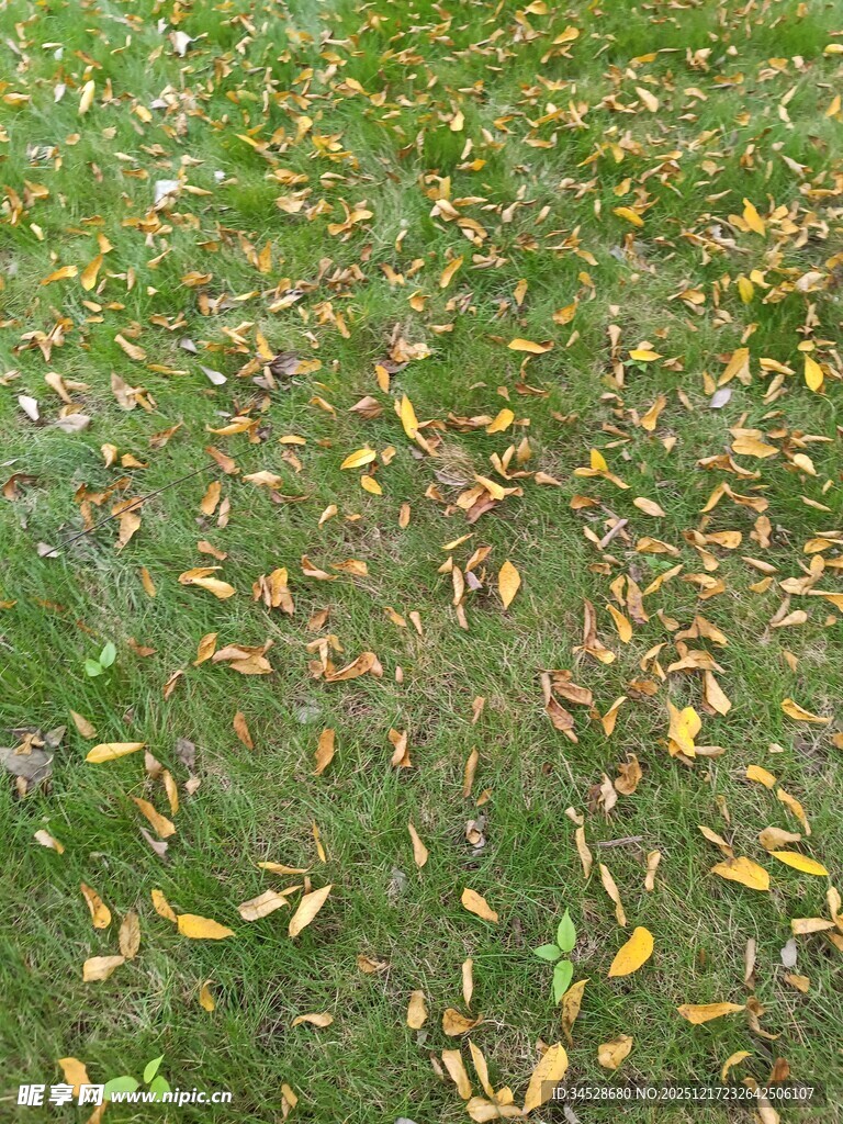 草地上散落的枯黄树叶
