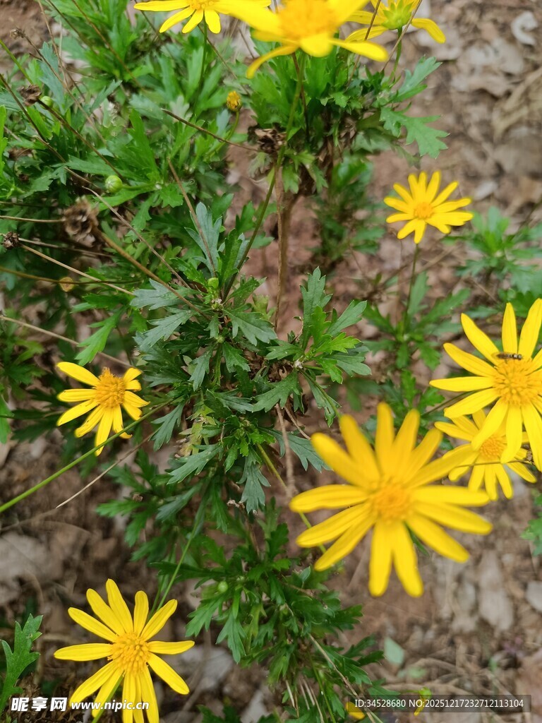 黄色小花绽放于绿植间