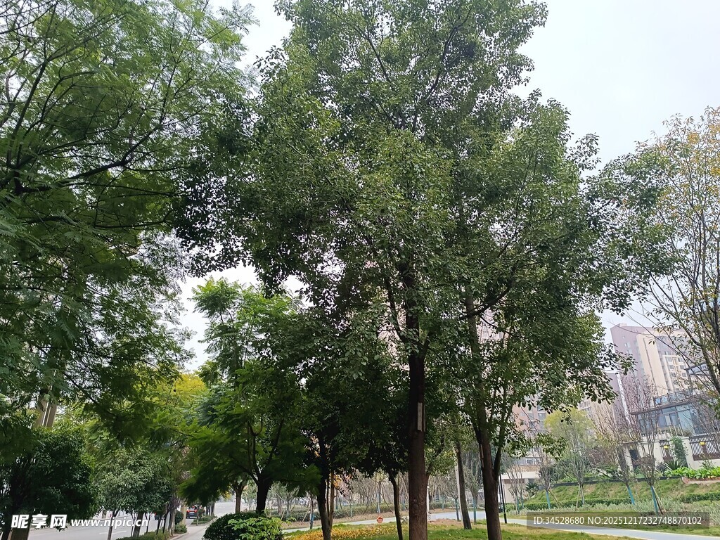 城市中的绿树景观