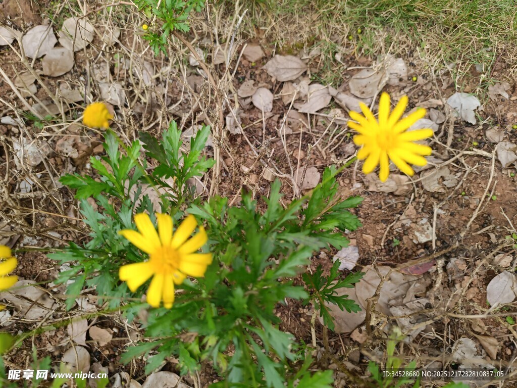 石缝中绽放的黄色小花