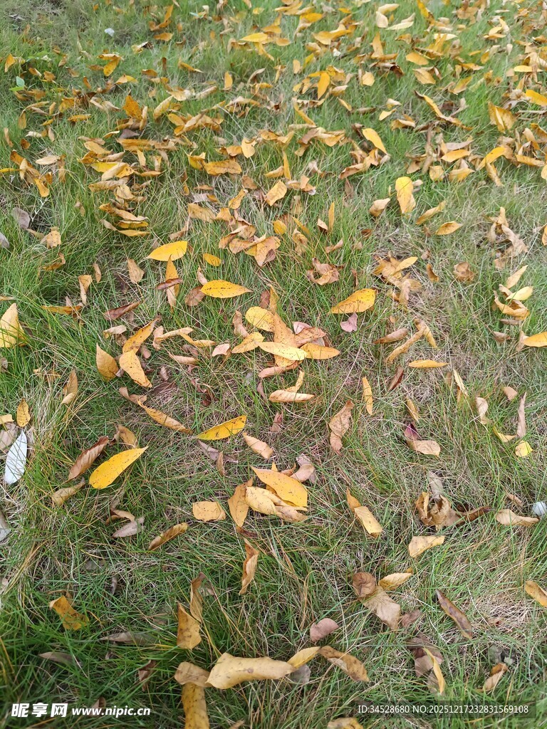草地上的缤纷落叶