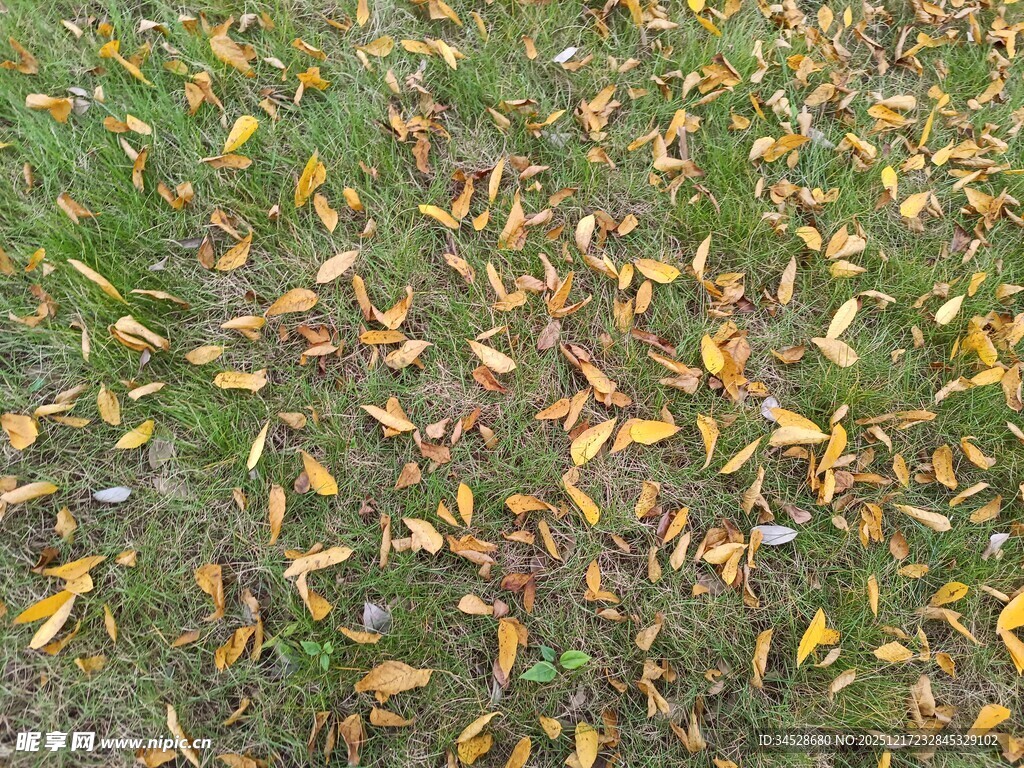 草地上的缤纷落叶