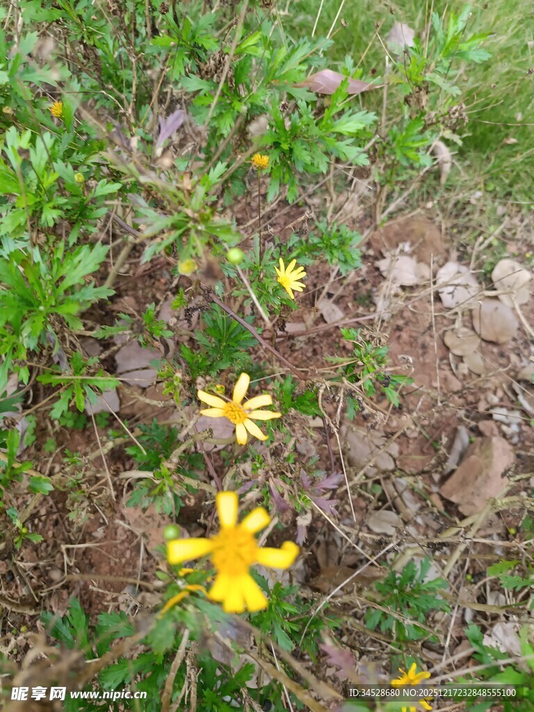 草丛中的黄色小花