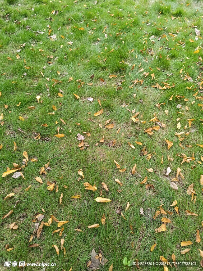 秋日草地散落金黄叶片