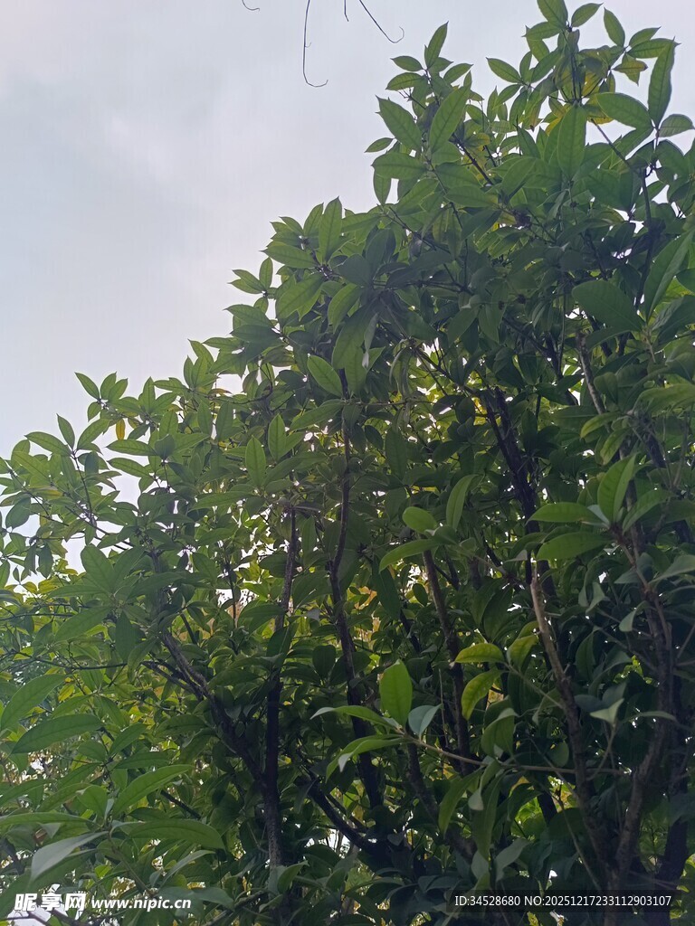 绿叶繁茂的果树