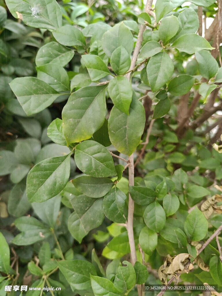 绿叶繁茂的植物景观