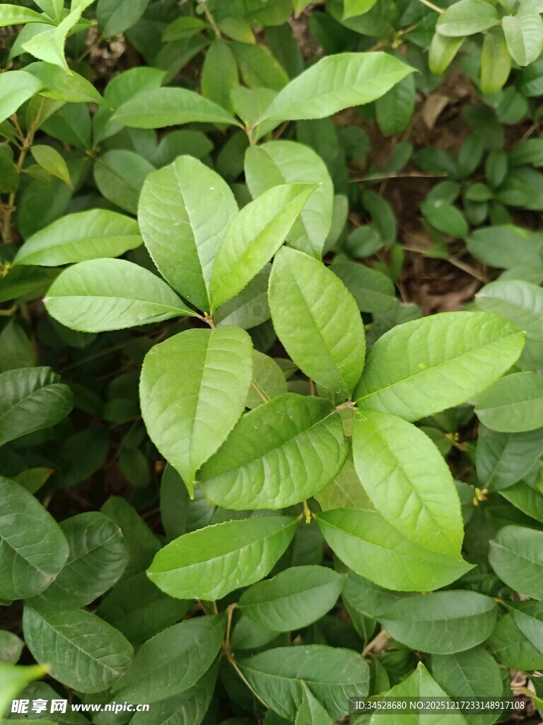 翠绿叶片植物特写