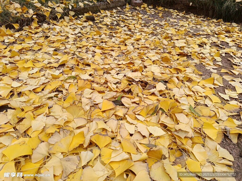 金黄落叶铺满大地的美景