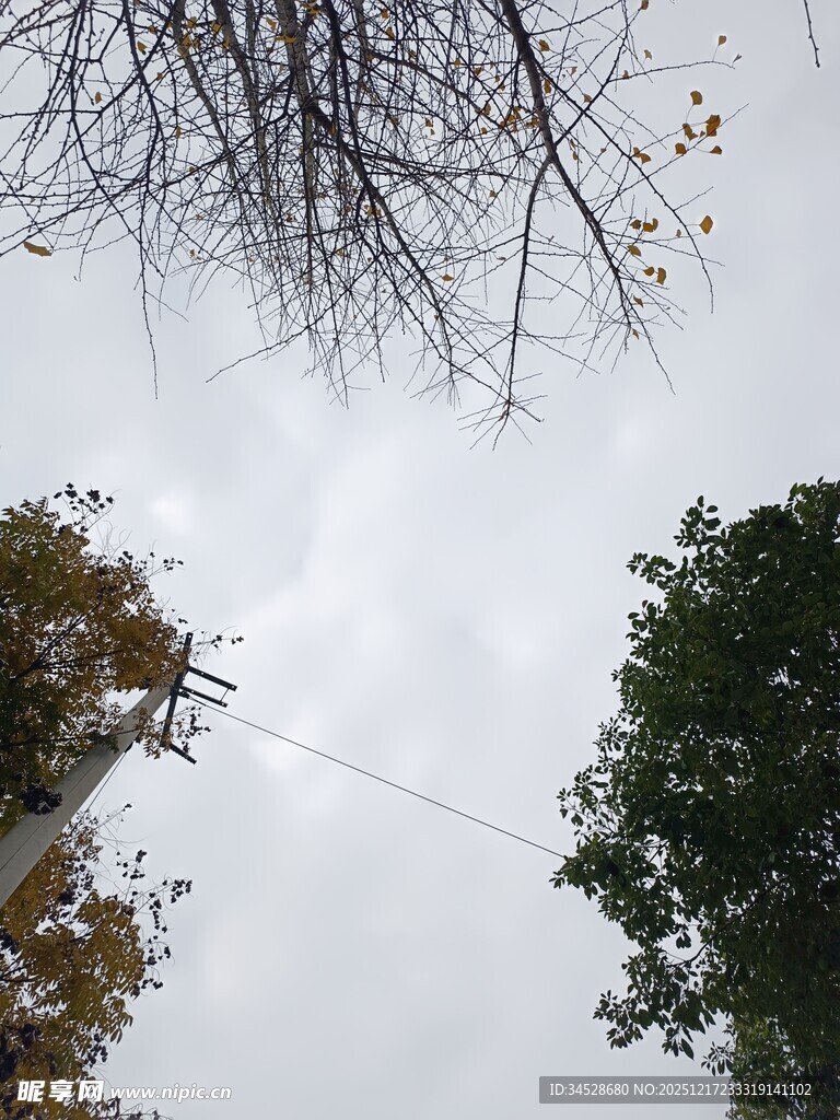 仰视树木与天空景象