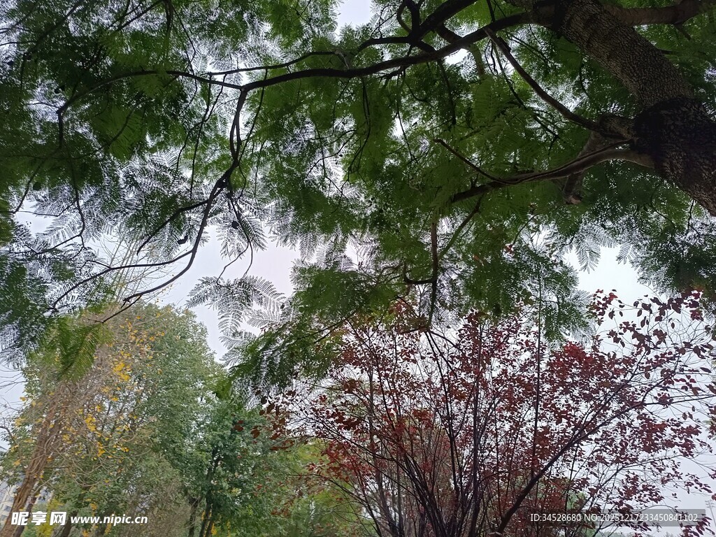 林间繁花与枝叶交织美景