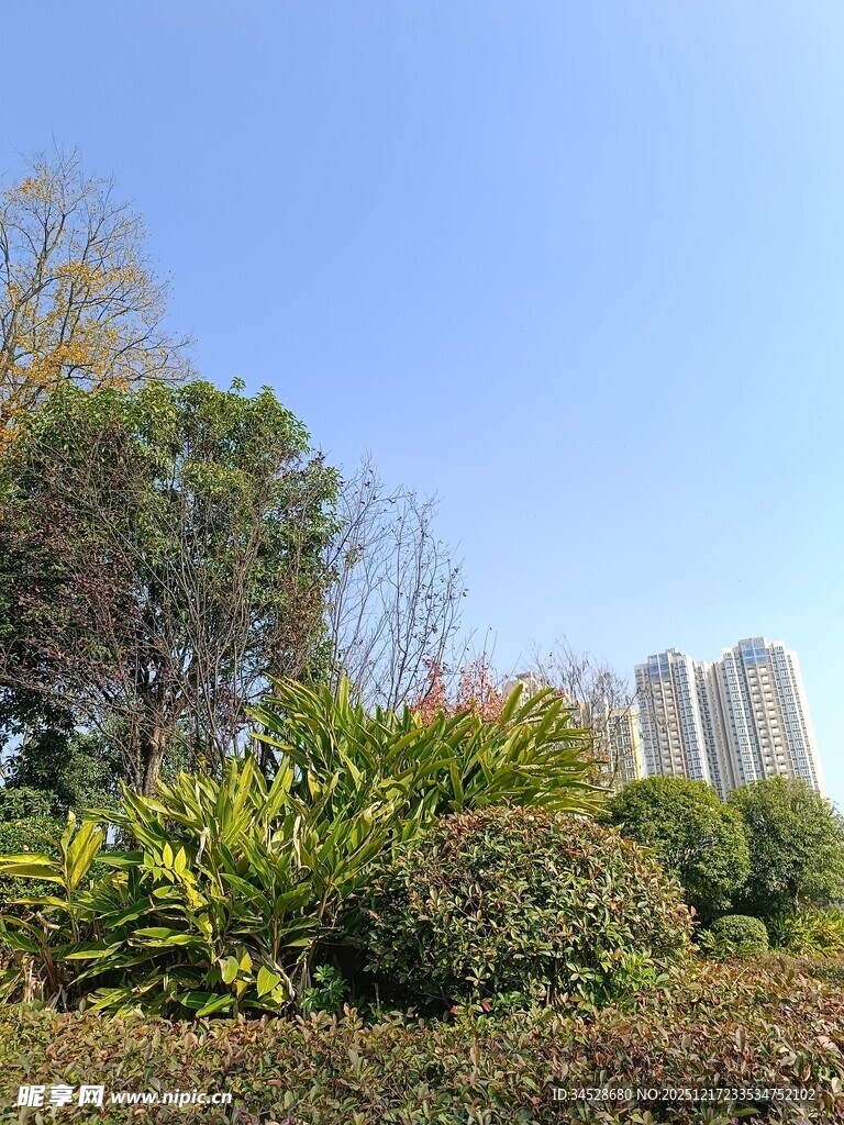 城市中的绿植与高楼景观