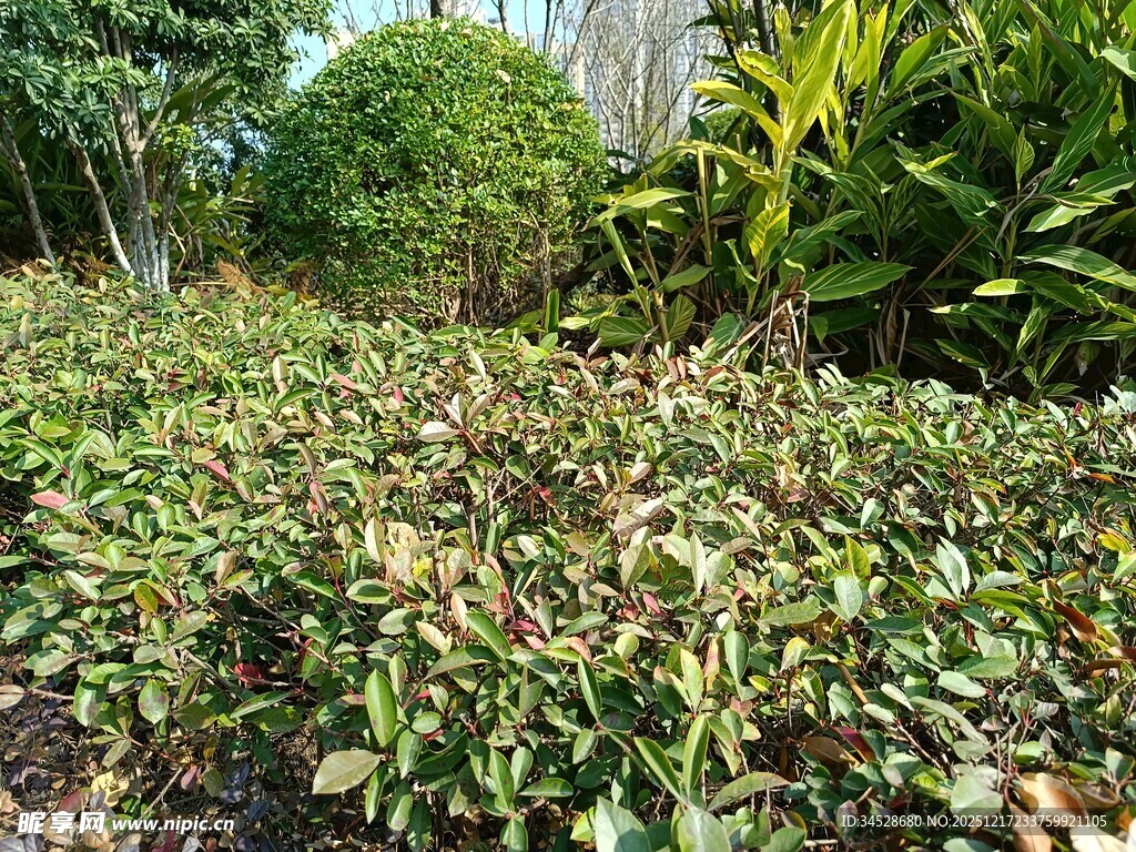 繁茂绿植景观