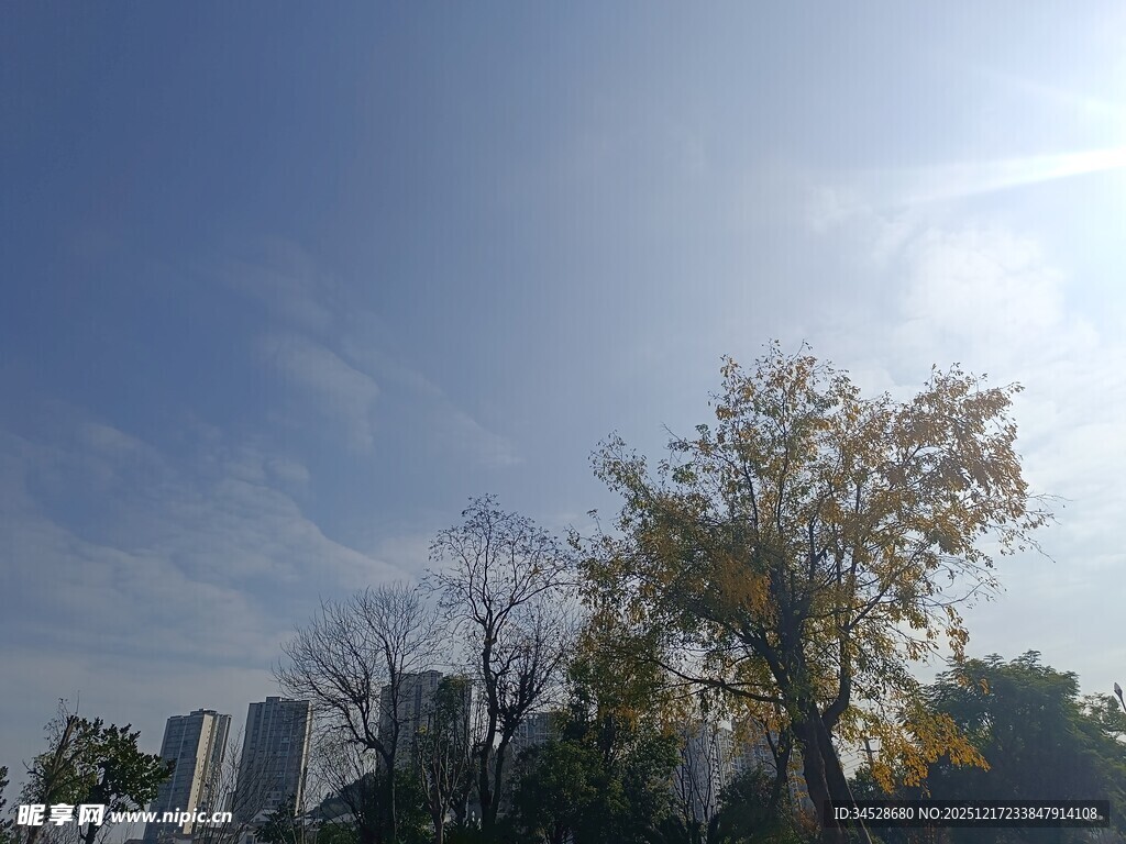 秋日城市树木与蓝天景象