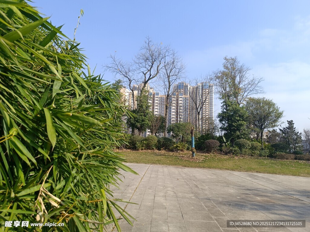 路边绿植与远处建筑景观
