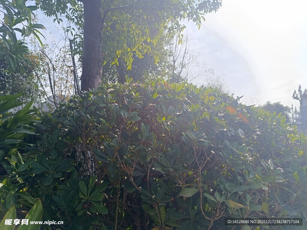 阳光照耀下的繁茂绿植