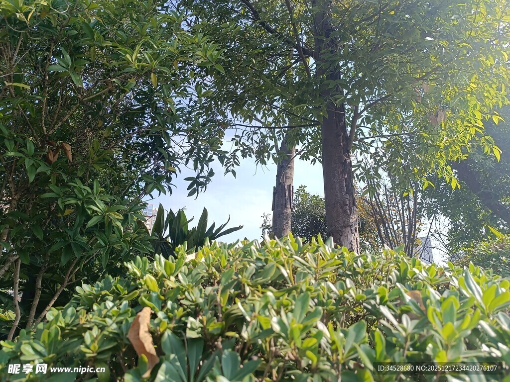 阳光照耀下的繁茂绿植