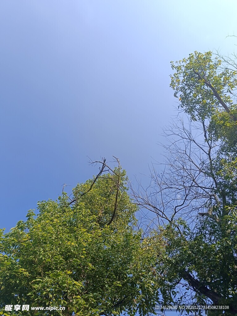 仰望蓝天绿树