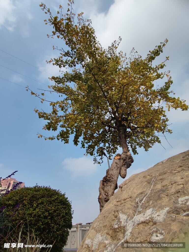 石上孤树尽显自然野趣