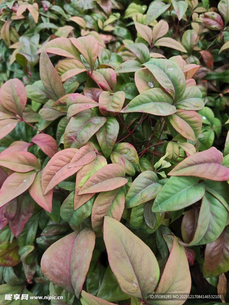 多彩叶片植物特写