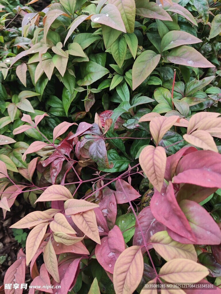 多彩叶片植物特写