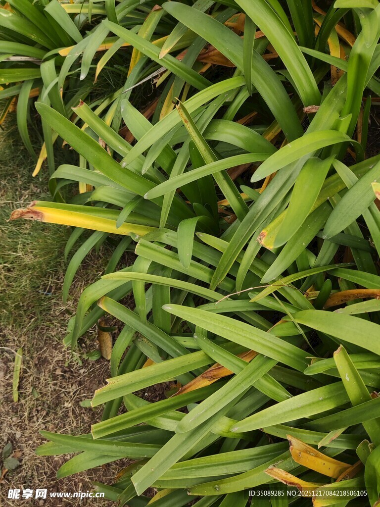 翠绿植物叶片特写