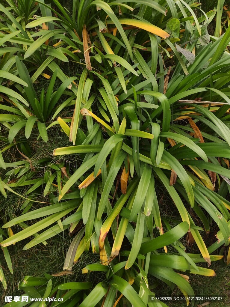 翠绿带黄斑的植物叶片