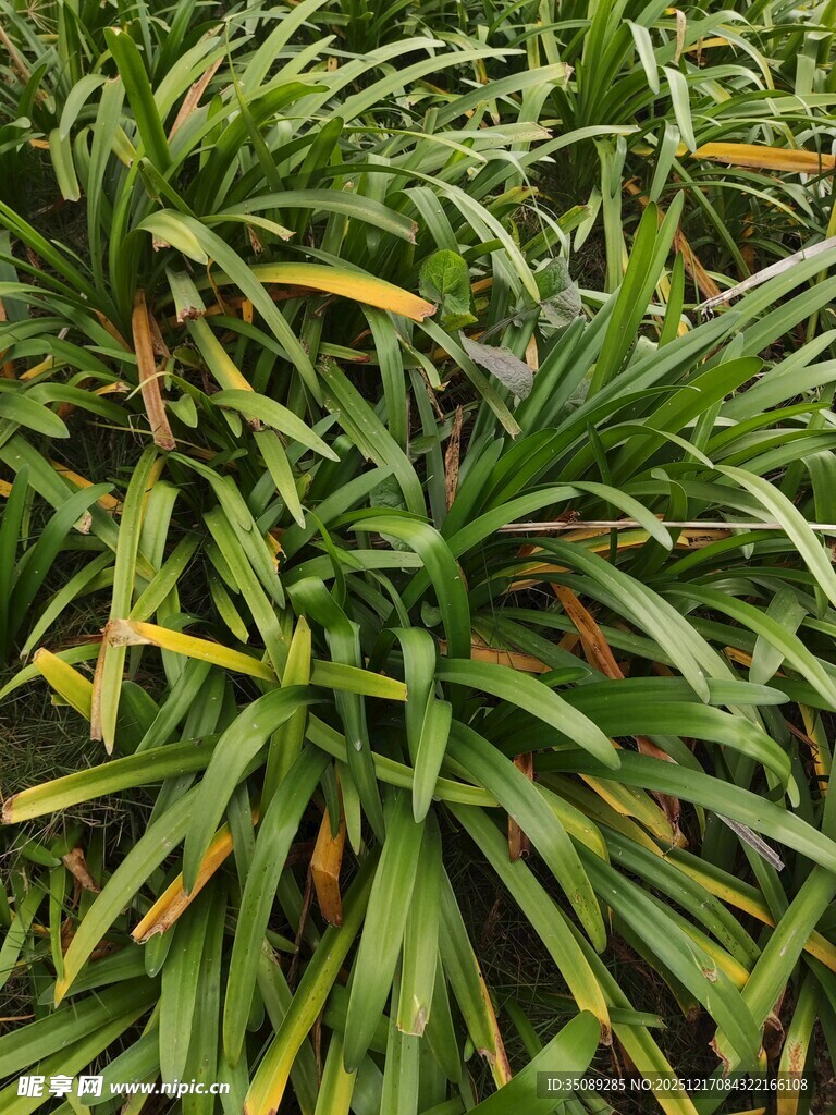 翠绿繁茂的植物叶片