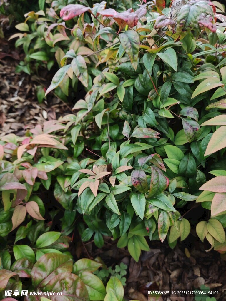 多彩叶片植物景观