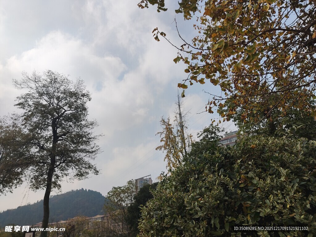 山林间树木与多云天空