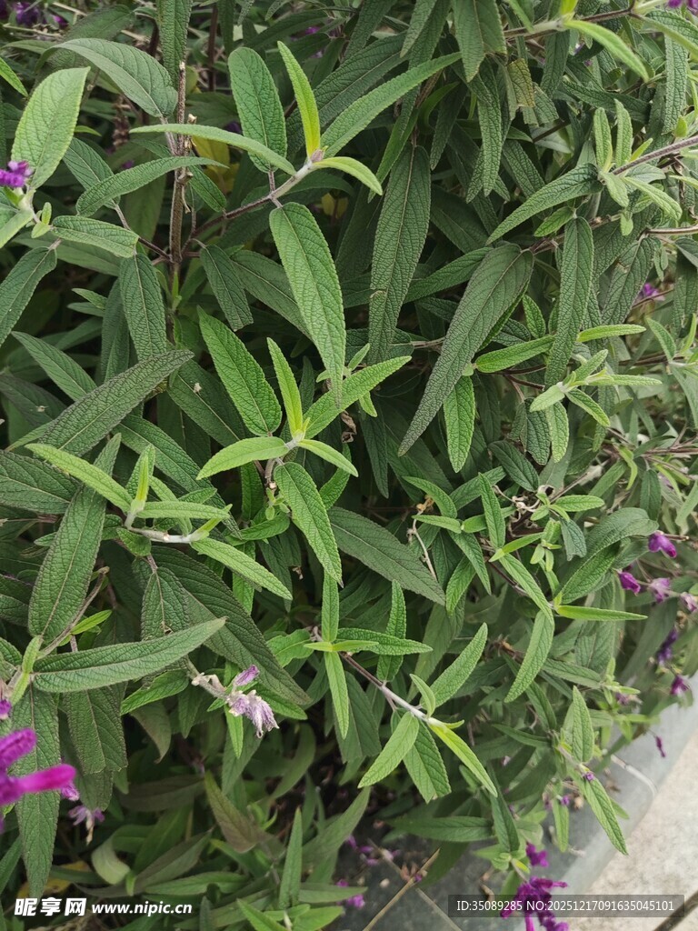 绿叶丛中的紫色小花