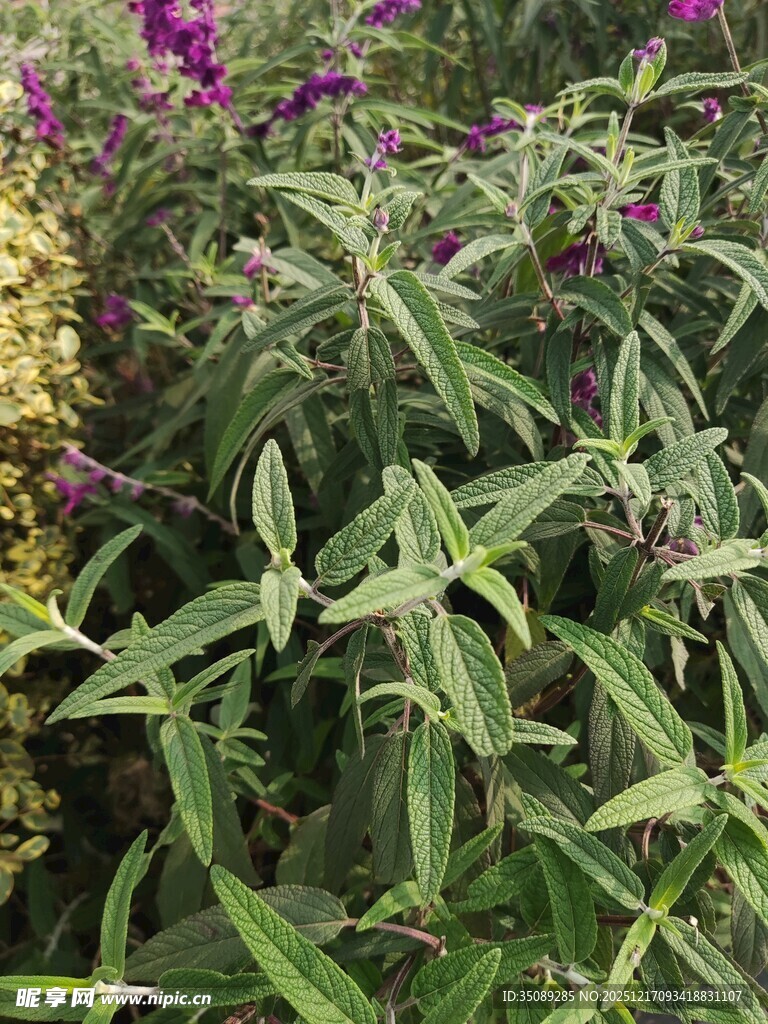 绿叶紫花植物景观