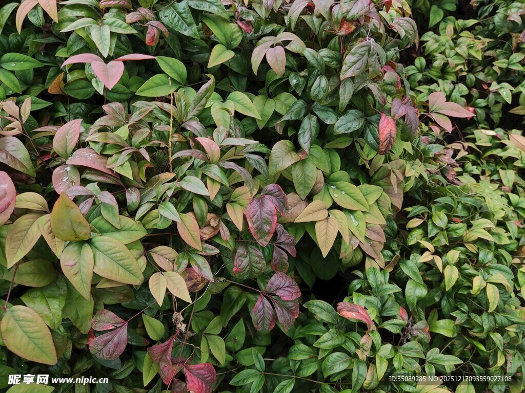 多彩斑斓的植物叶片景观