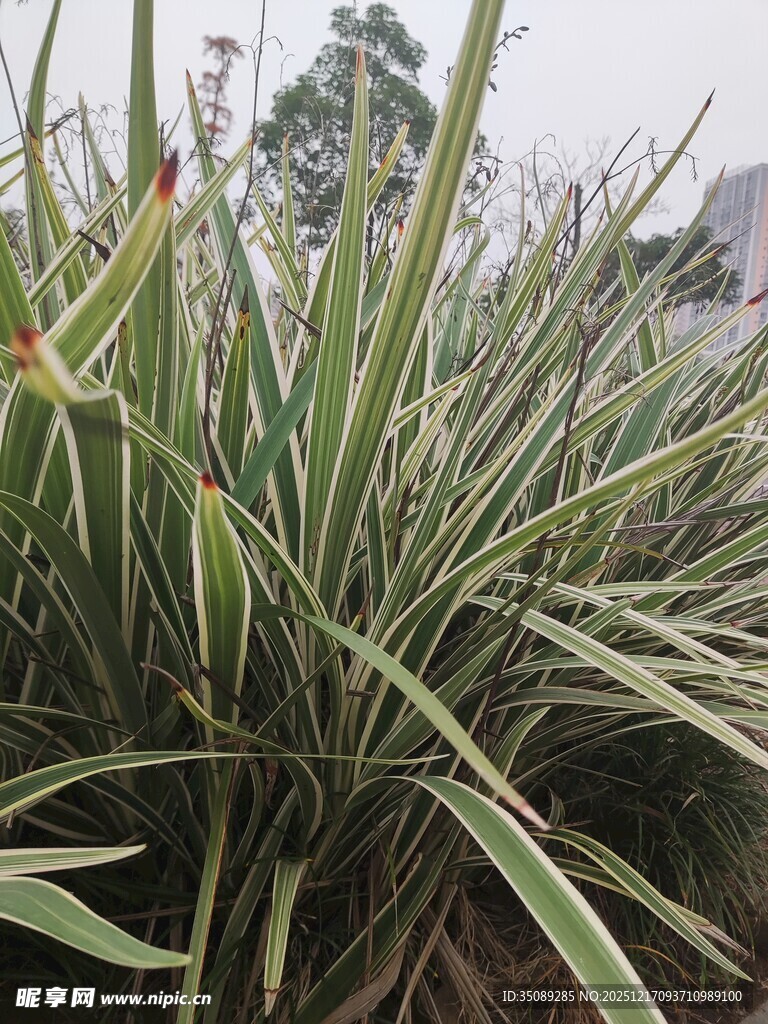 翠绿剑叶植物特写