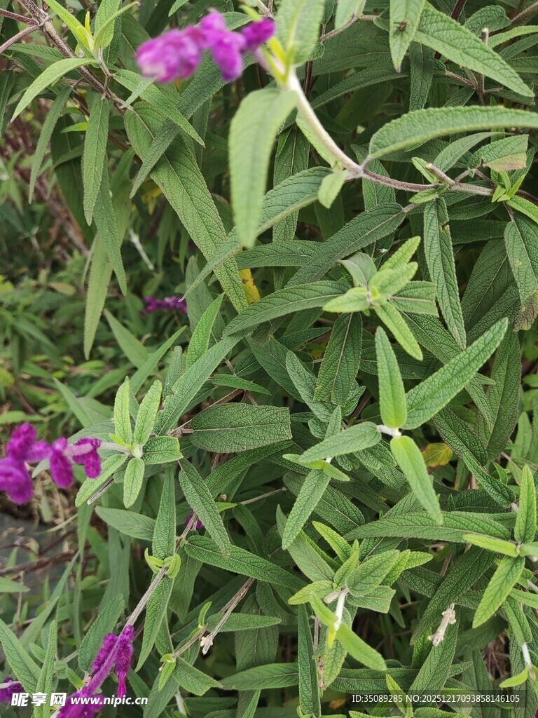 绿叶丛中的紫色小花