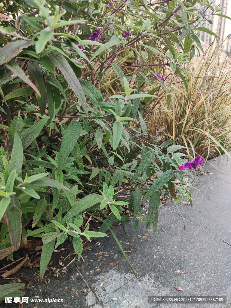 路边绽放的紫色小花