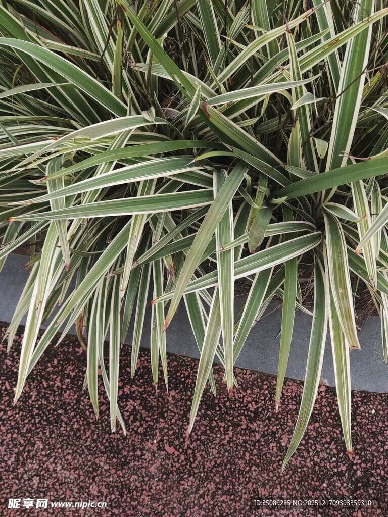 条纹绿叶植物特写