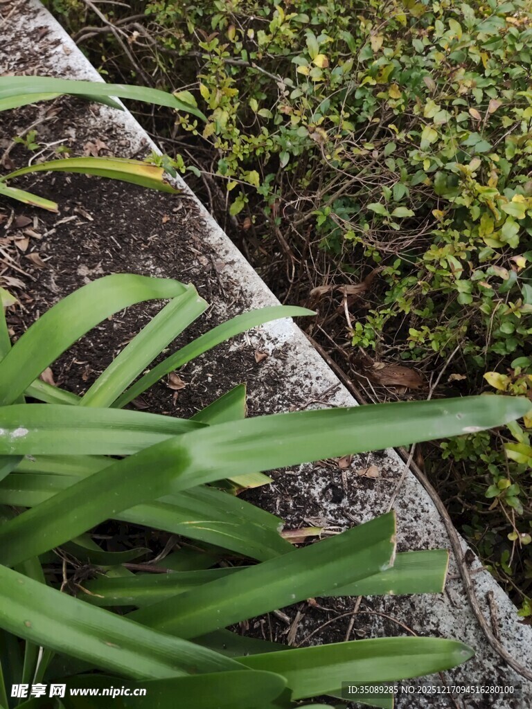 墙边翠绿植物特写