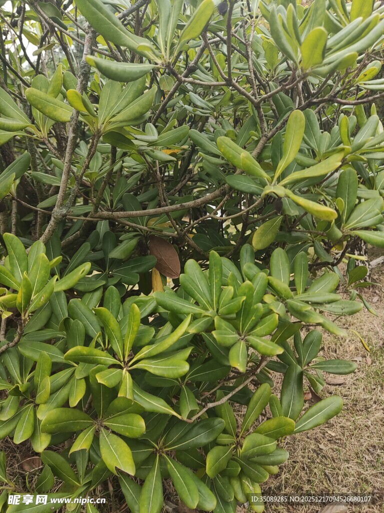 绿叶繁茂的灌木丛