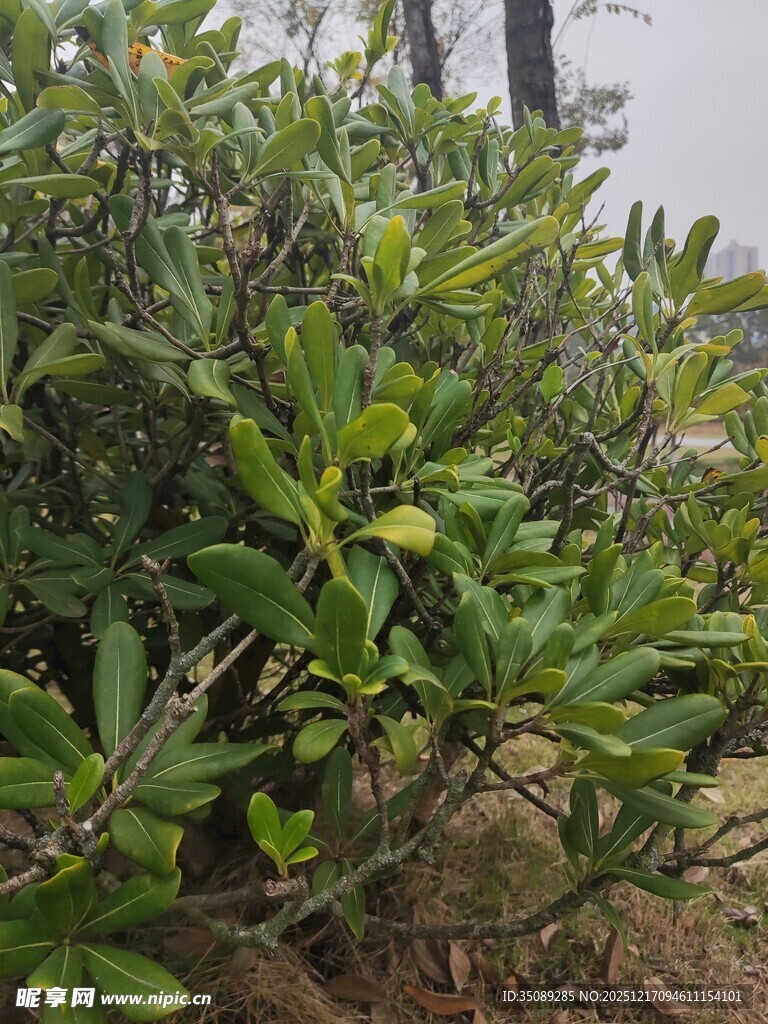 绿叶繁茂的灌木丛