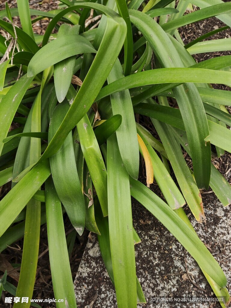 翠绿兰草叶片特写