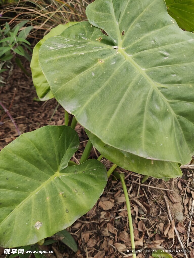 大叶片绿植特写