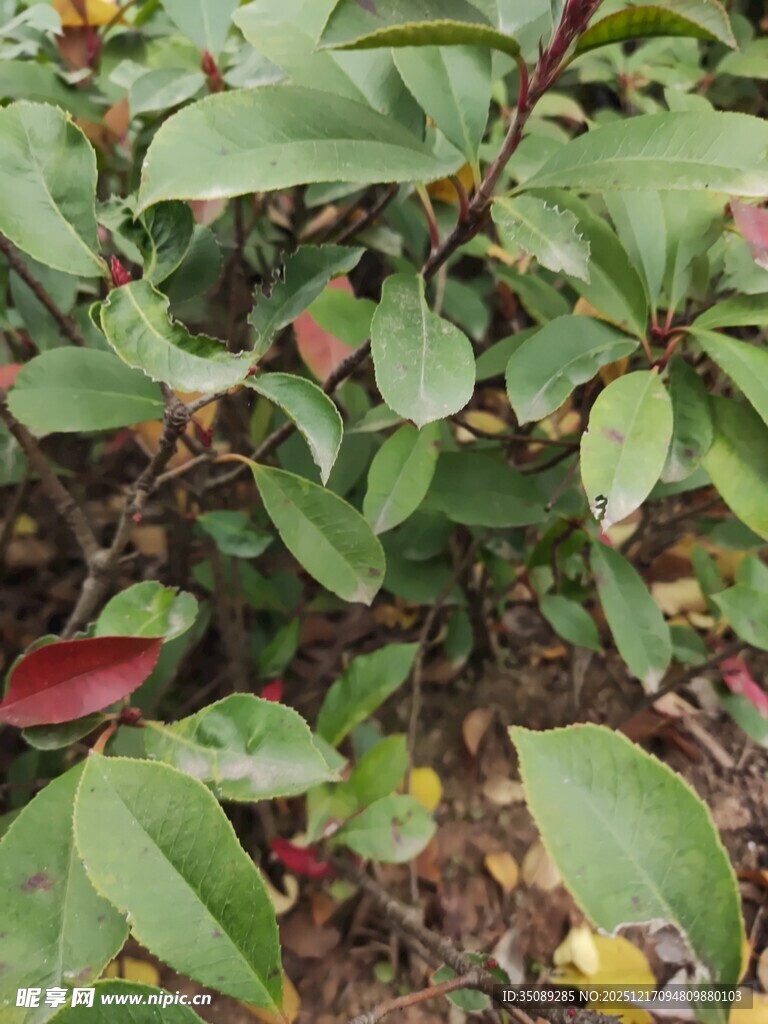 绿叶红边植物特写