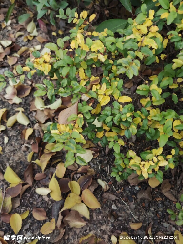 黄绿相间的灌木丛