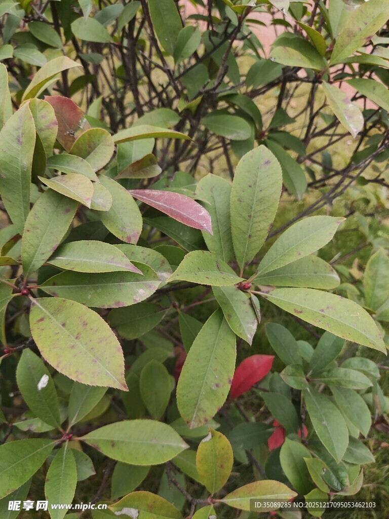 绿叶间的娇艳红花