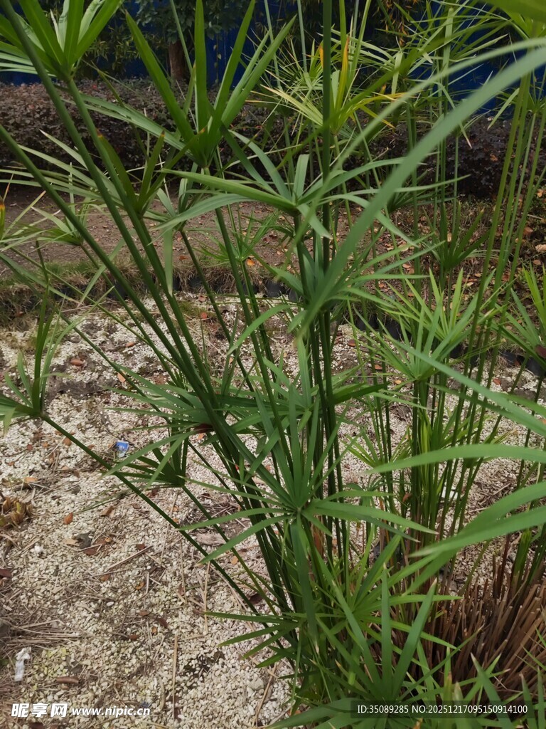 翠绿竹子植物生机景象